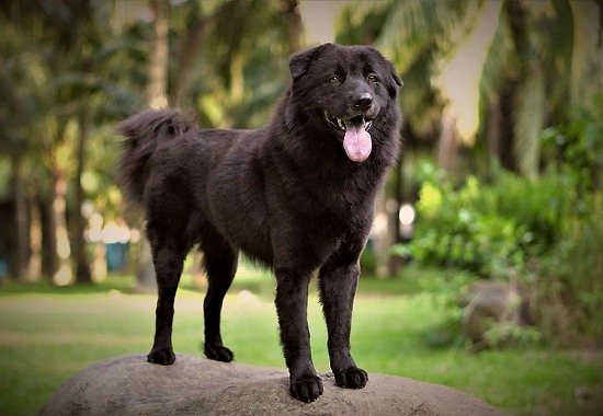 Chó cỏ đen và hướng dẫn cách nuôi chó cỏ đúng kỹ thuật