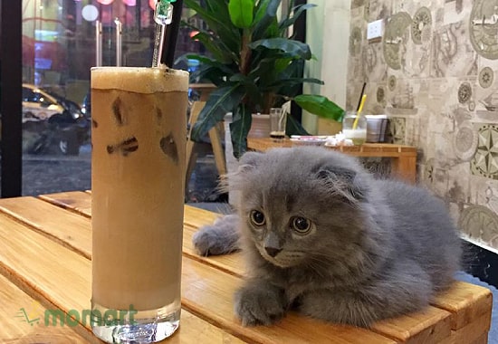 Cafe Mèo Lizzy House là địa chỉ uống cafe ngắm mèo đẹp ở Hà Nội
