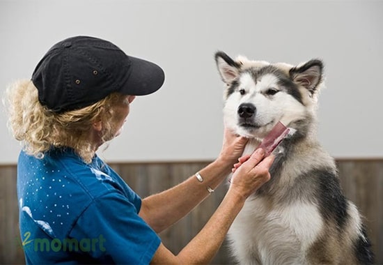 Chải lông và tắm rửa thường xuyên cho bé cún Alaska