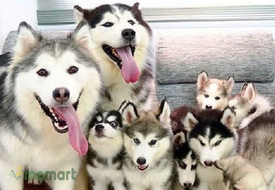 Những bé cún Alaska con vô cùng dễ thương và xinh xắn