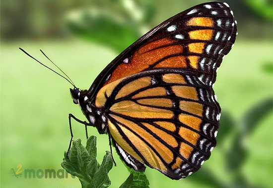 Ý nghĩa của hình xăm bướm khi thực hiện