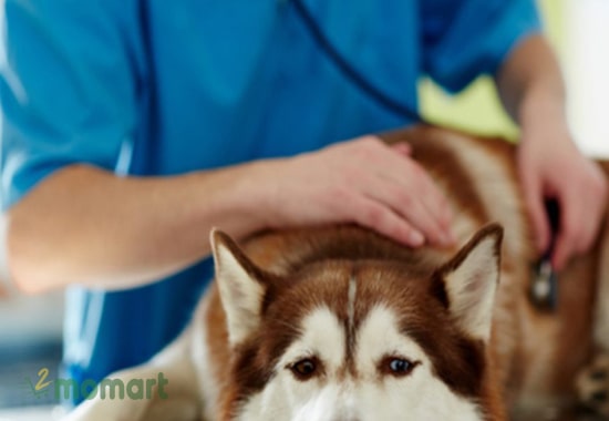 Kiểm tra sức khỏe các em cún Alaska thường xuyên để phòng bệnh