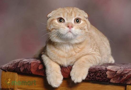 Một chú mèo Scottish tai cụp thường khá thích hóng chuyện