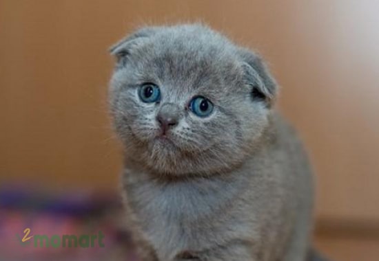 Mèo Scottish Fold tai cụp được nhiều gia đình lựa chọn