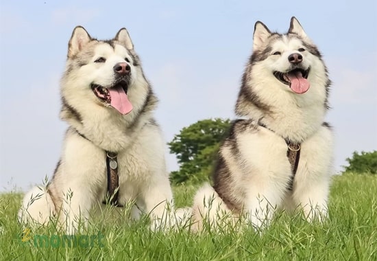 Chó Alaska ưa thích môi trường thoáng rộng để vui chơi thoải mái