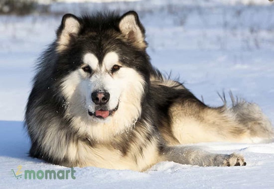 Alaska là giống chó có tổ tiên là giống chó sói tuyết