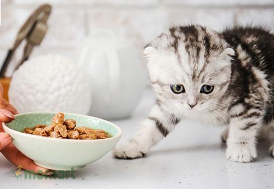 Nên có chế độ ăn khoa học cho các bé mèo Scottish Fold