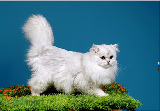 Mèo Ba Tư thuần chủng sở hữu bộ lông đẹp