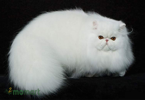Chải lông cho mèo Ba Tư thường xuyên
