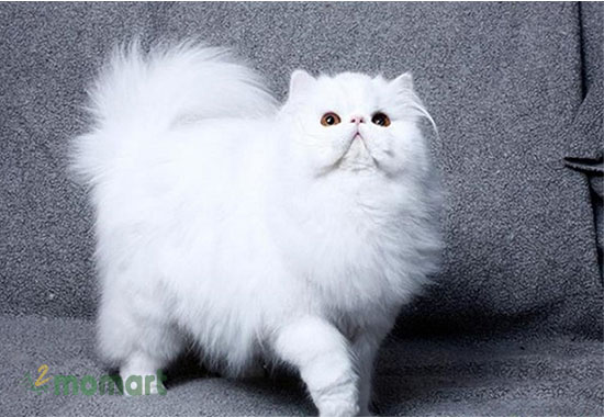 Mèo Ba Tư sở hữu khuôn mặt bụ bẫm đáng yêu