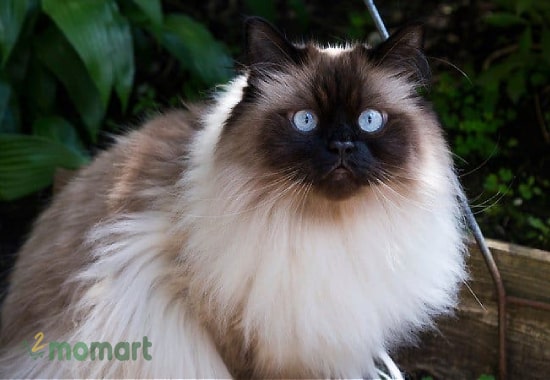 Đặc điểm mèo Himalaya rất dễ nhận dạng