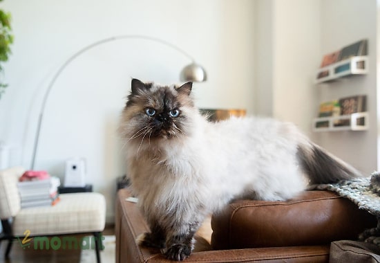 Mèo màu Himalaya có nét gì đặc biệt?