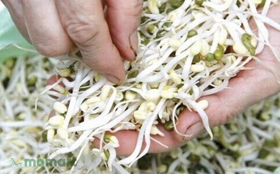 Thời gian làm giá đỗ bạn nên biết
