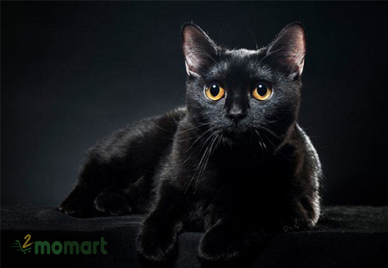 Mèo Bombay thuần chủng đen bóng