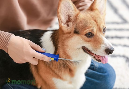 Chó Corgi rụng lông nhiều nên hãy thường xuyên vệ sinh