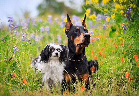 Cách huấn luyện chó Doberman đơn giản