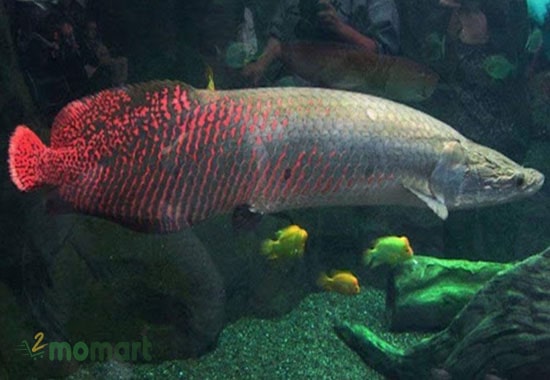 Giống cá khổng lồ này xuất hiện nhiều trên sông Amazon