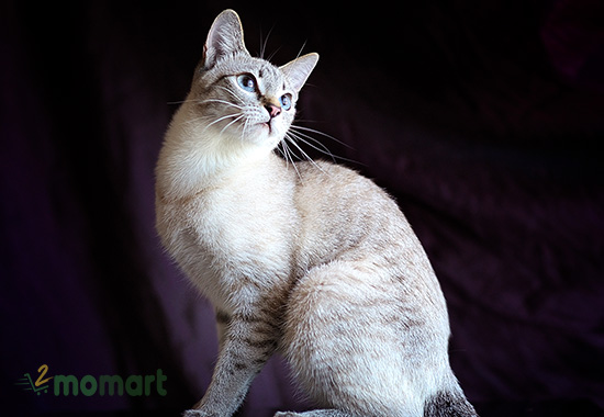 Mèo Mekong Bobtail đến từ Nga