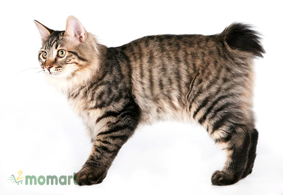 Mèo Kurilian Bobtail dễ thương