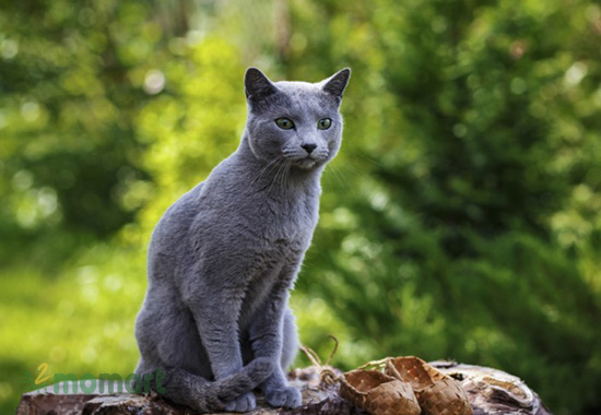 Mèo Nga thuần chủng sinh sống tại Nga