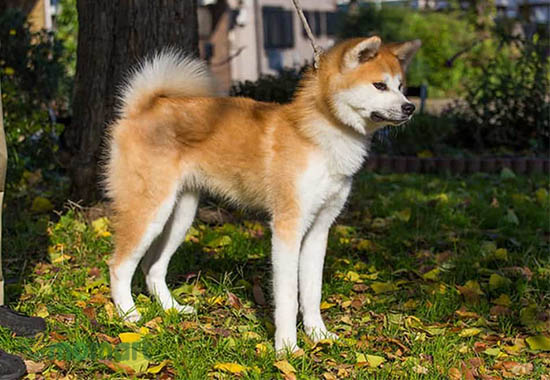 Chó Akita sở hữu tính cách đặc trưng