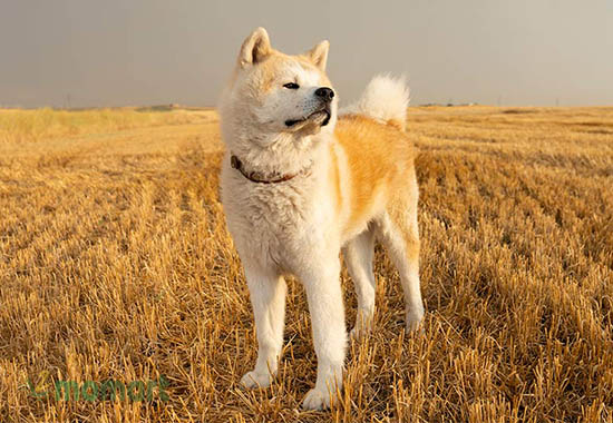 Chó Akita dễ dàng nhận biết thông qua bộ lông
