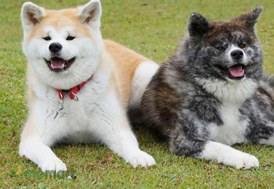 Chó Akita trung thành với chủ nuôi