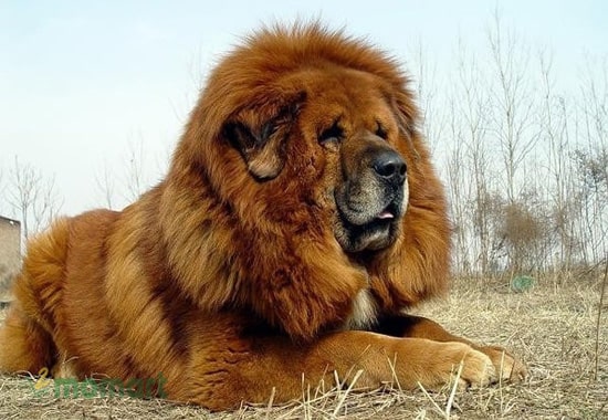 Ngao Tây Tạng là giống chó có ngoại hình vô cùng to lớn