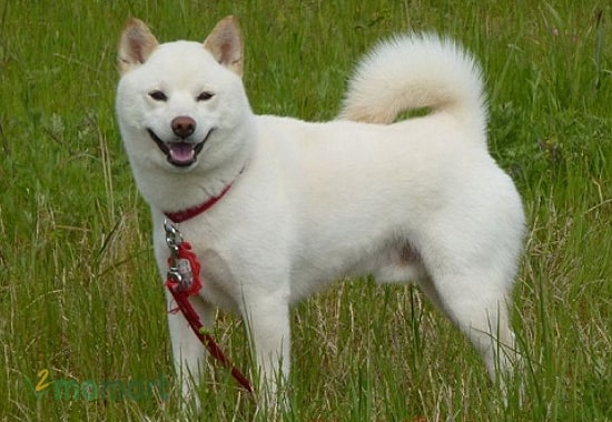 Chó Shiba trắng và nơi mua chó Shiba uy tín?