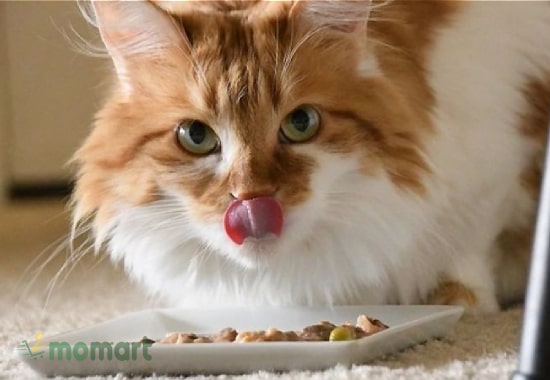 Mèo Maine Coon khổng lồ thích ăn gì?