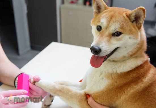 Bệnh chó Shiba thường gặp và lưu ý khi chăm sóc