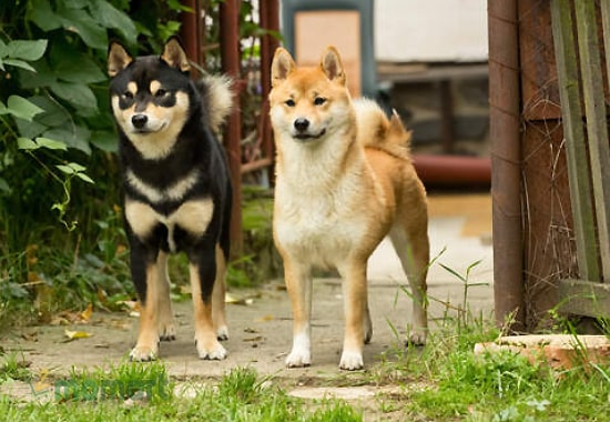 Màu lông chó Shiba thường có 2 màu khác nhau