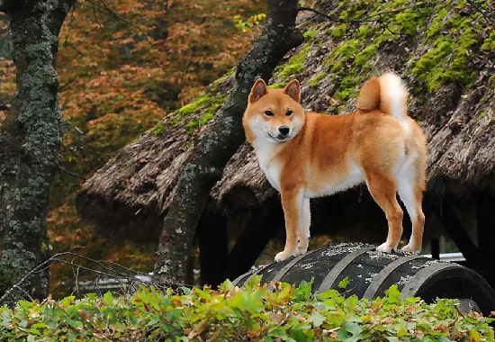 Nguồn gốc chó Shiba là từ Nhật Bản