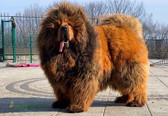 Chó Ngao sở hữu chiếc đầu lớn với bộ lông xù mềm mại
