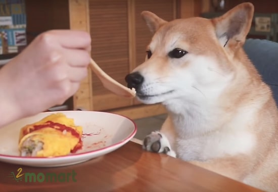 Chó Nhật Shiba Inu thích ăn gì?
