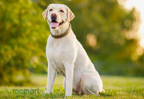 Chó Labrador thuần chủng