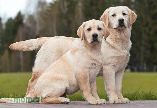 Chó Labrador có nguồn gốc từ Canada
