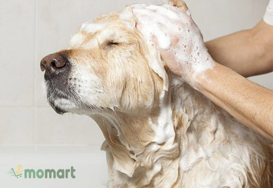 Cách tắm cho chó Labrador