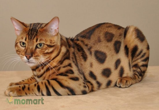 Ngoại hình đáng yêu, xinh xắn của em mèo rừng Bengal