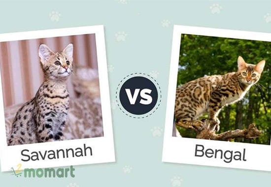 Mèo Savannah và mèo Bengal khác nhau