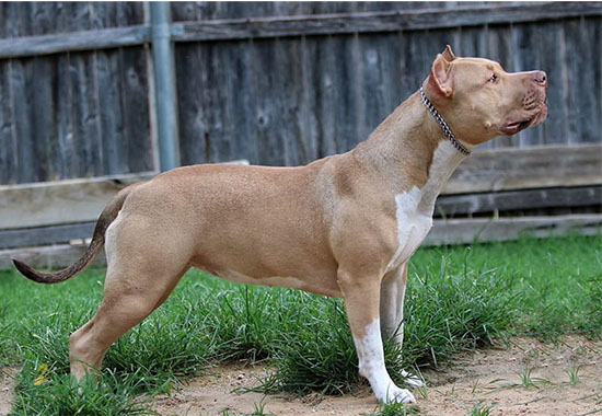 Chó Pitbull sở hữu thân hình lớn và cân bằng