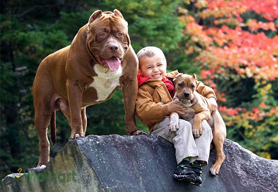 Chăm sóc chó Pitbull thuần hoá tại nhà