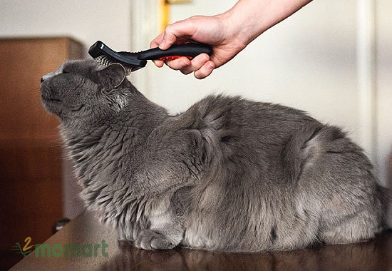 Cần cắt tỉa thường xuyên cho mèo Munchkin lông dài
