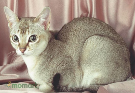 Mèo Singapore có kích thước nhỏ nhắn, uyển chuyển