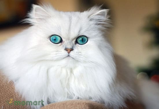 Mèo Ba Tư sở hữu khuôn mặt bụ bẫm đáng yêu
