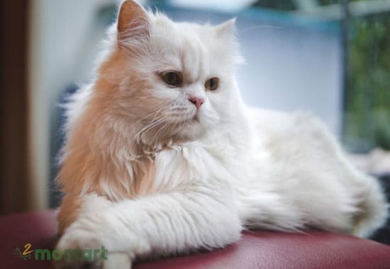 Tuổi thọ mèo Ba Tư trong điều kiện nuôi nhốt