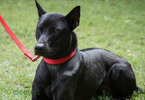 Chó Phú Quốc màu đen giá bao nhiêu?