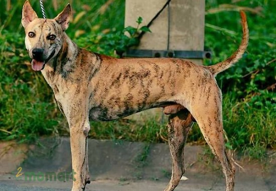 Nguồn gốc chó Phú Quốc chính thức được công nhận vào năm 2008