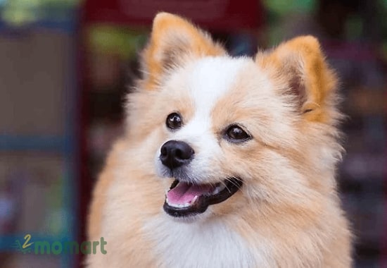 Chó Phú Quốc lai phốc cực kỳ dễ thương