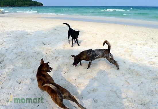 Giống chó Phú Quốc có nguồn gốc từ biển đảo nên thích bơi